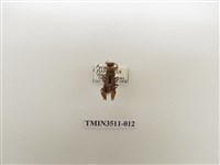 藏品(日本長腳蜂)的圖片